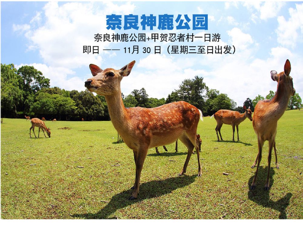 奈良公园 甲贺之里忍术村一日游 含地道日式定食料理 线路推荐 携程玩乐