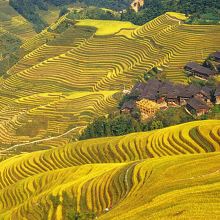 龙脊梯田图片