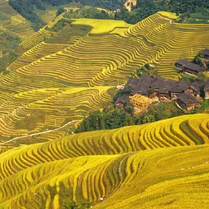 Longji Rice Terraces