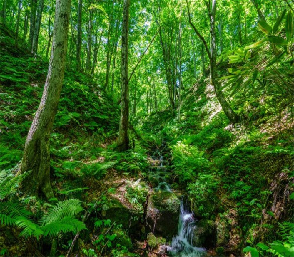 青森县白神山地榉木林漫步半日游 青森县弘前往返 山地健行英语导游同行 线路推荐 携程玩乐