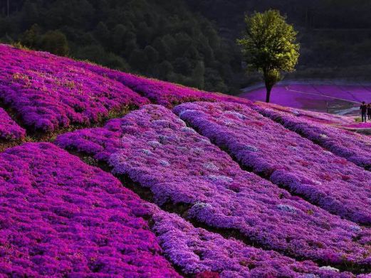 船仓花海