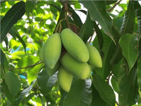 四川攀枝花芒果金百花