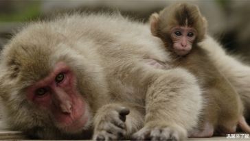 【东京\/长野出发】看雪猴泡温泉一日游【英语