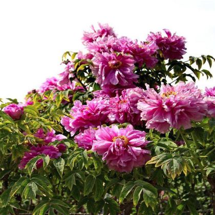 洛阳龙门石窟+老君山景区4日3晚跟团游