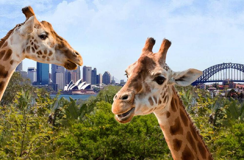 澳大利亚悉尼 塔龙加动物园门票Taronga zoo【看动物表演+喂食近距离接触+乘坐天行者缆车+俯瞰悉尼海港全景】线路推荐【携程玩乐】