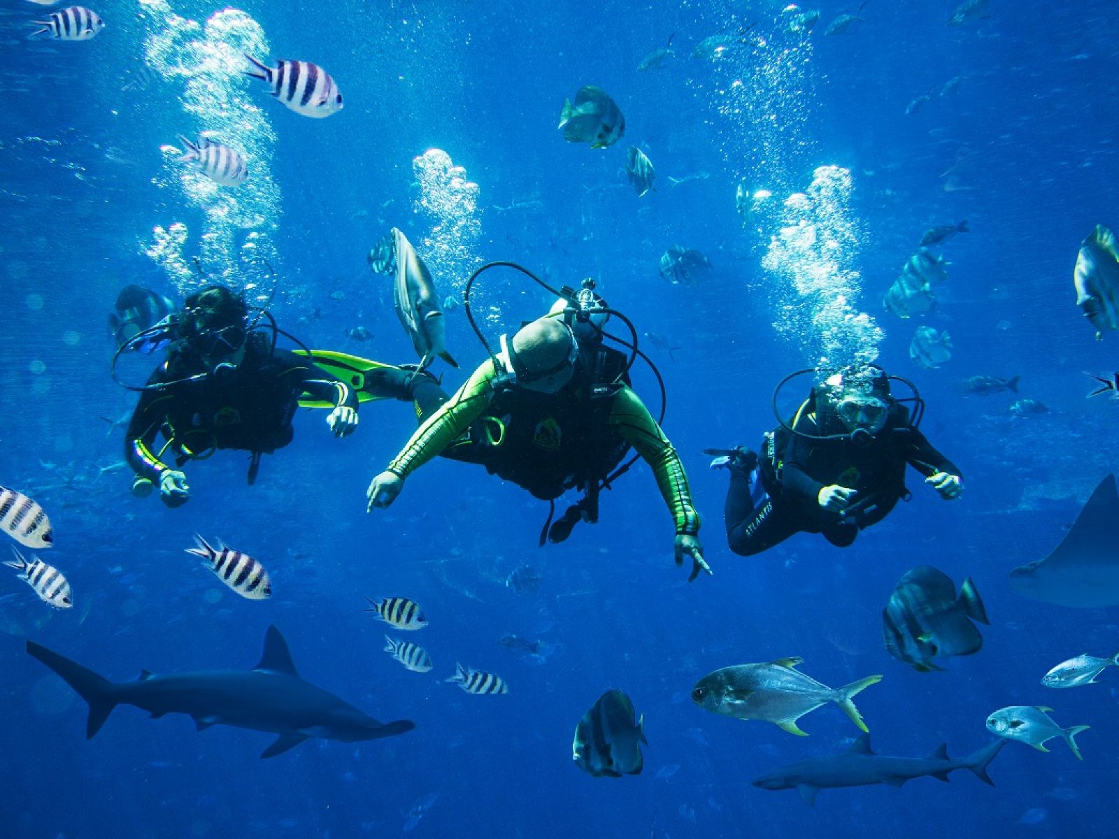 三亚亚特兰蒂斯失落的空间水族馆(The Lost Chambers Aquarium (Sanya)) 三亚亚特兰蒂斯失落的空间水族馆(The Lost Chambers Aquarium (Sanya))