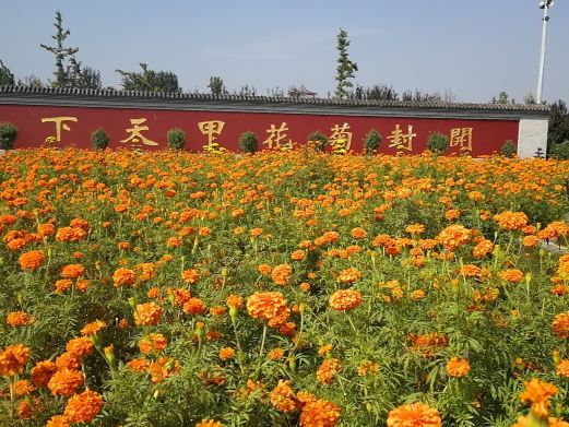 中国菊园