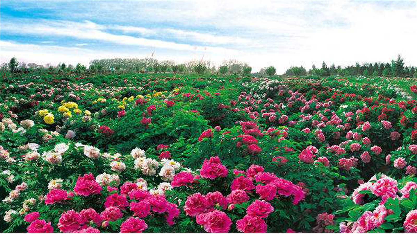 曹州百花园