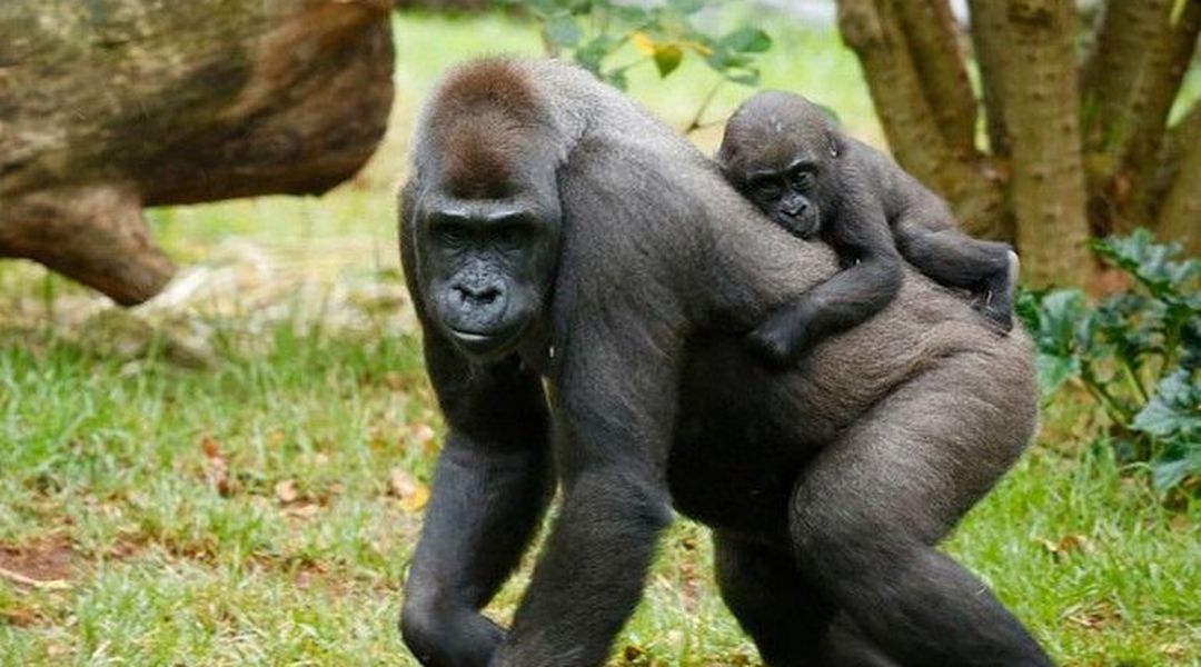 Melbourne zoo tickets Melbourne zoo tickets