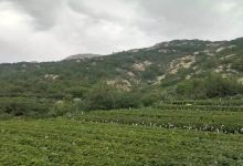 大泽山景点图片