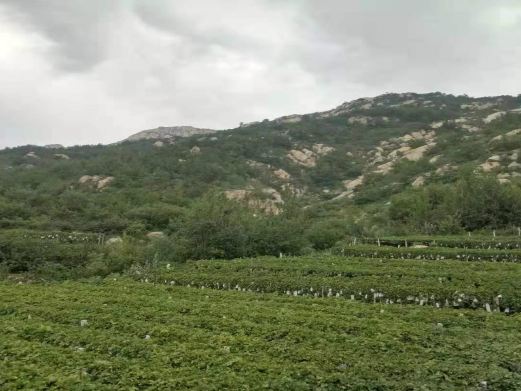 大泽山