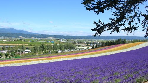 富良野富田农场 四季彩之丘一日游 青池浪漫薰衣草霓虹物语 线路推荐 携程玩乐