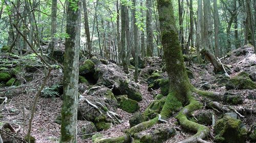 富士山青木原树海徒步行程(河口湖站出发/到达)*英语线路推荐【携程玩乐】