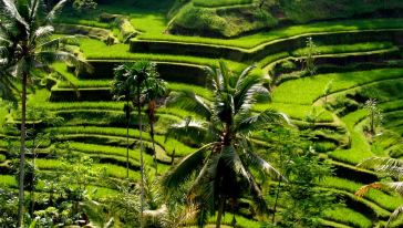 【中文导游】巴厘岛海神庙+世界遗产梯田+水