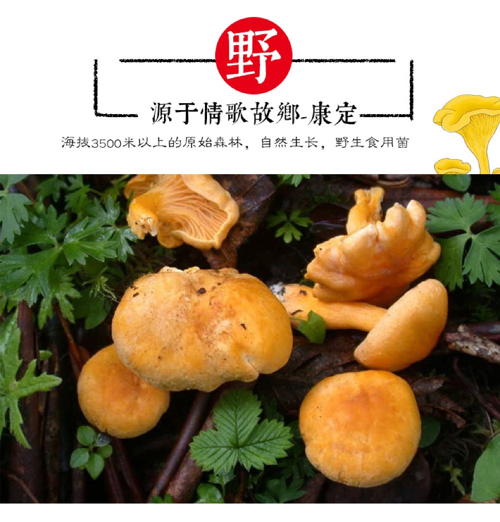 四川特产海螺沟甘孜高原野生鸡蛋菌2罐单罐68g