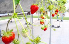 冲绳美丽草莓南城园-南城市