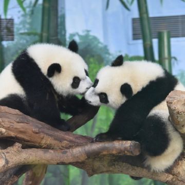 广州+广州长隆度假区+清远长隆度假区2日1晚自由行