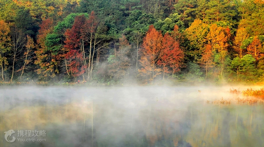 紅葉森林公園