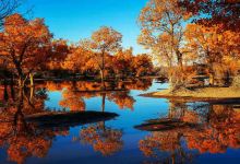 额济纳胡杨林旅游区景点图片