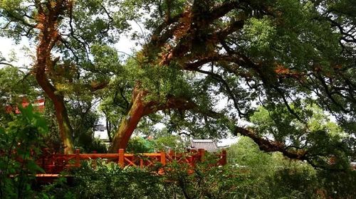 中国湖南永州+桐子坳赏银杏+零陵古城+东山景