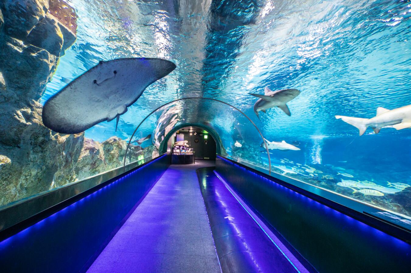 享受一趟海洋旅程，悉尼水族馆SEA LIFE Sydney Aquarium让你通过海洋隧道，寻找美人鱼的踪影 | Come On Lets ...