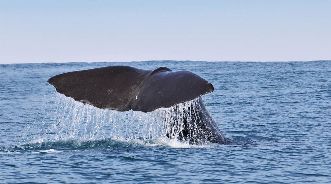 Irresti: Kaikoura Whale Watching
