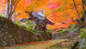 【日本枫叶纪行】京都滋贺古刹永源寺+湖东三