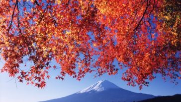 富士山 河口湖一日游 全景空中缆车枫叶走廊参观枯露柿葡萄无限畅享东京往返 寿喜烧午餐
