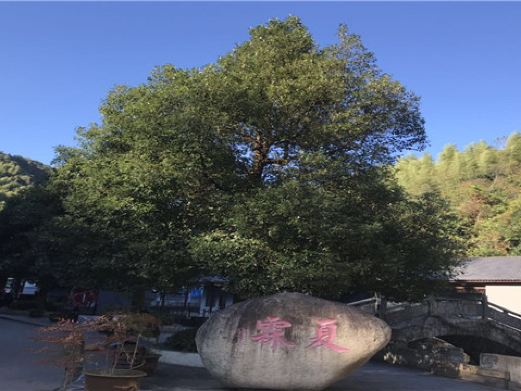 夏霖九天银瀑风景区