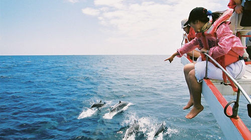 花莲赏鲸豚一日游 专业赏鲸船 市区上门接送 多船班可选 线路推荐 携程玩乐