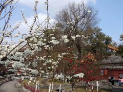 四川苍溪红军渡+阆中古城一日游