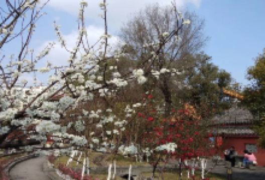 苍溪旅游图片-四川苍溪红军渡+阆中古城一日游