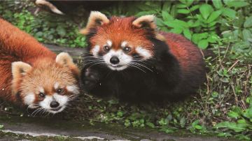 Chongqing Zoo