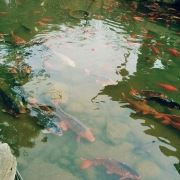 湘西妮妮