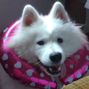 猫咪之恋
