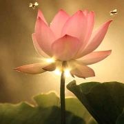 花泽累-