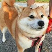 Super_dog