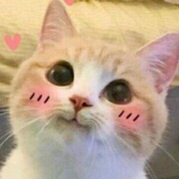 柃酱