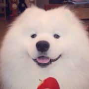 小毛小熊 Jackey Cheung