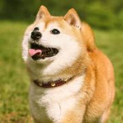 我家大胖丫