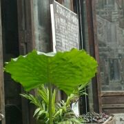 海绵宝宝的好朋友派大星