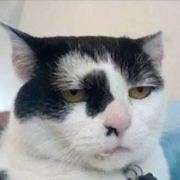 茉莉茉莉猫