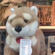 兔子笑看风云