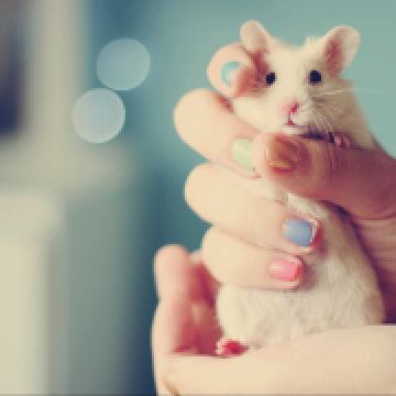 皮卡丘\不皮🍭🐯🐴