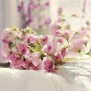 花香花香花香