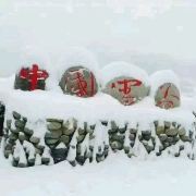 想上天的哈士奇