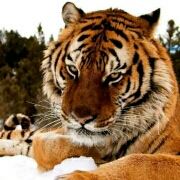 阿卡迪亚牧羊人