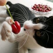 一个皮匠在拍照