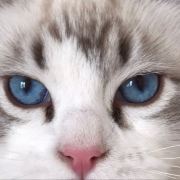 曹小宝的世界之旅