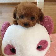 绿豆凉粉加冰醪糟